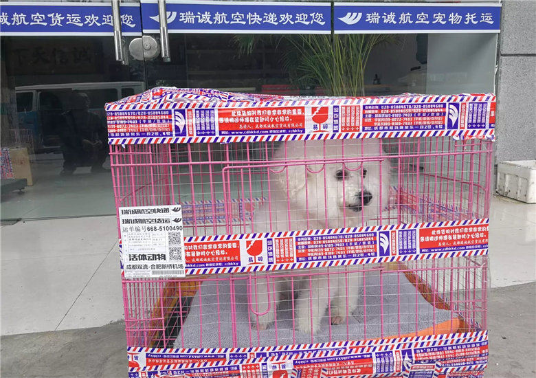 宠物泰迪犬托运